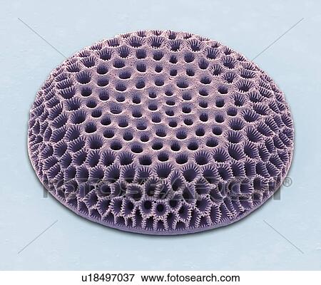Stock Photo - Diatom, SEM. Fotosearch