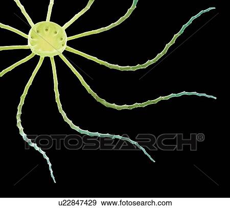 Diatom, SEM View Large Photo Image Stock Photo - Diatom, SEM. Fotosearch
