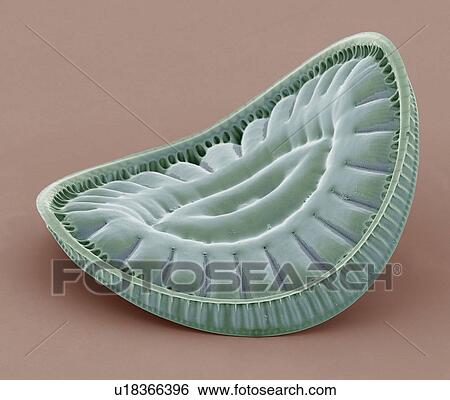 Stock Photograph - Diatom, SEM. Fotosearch