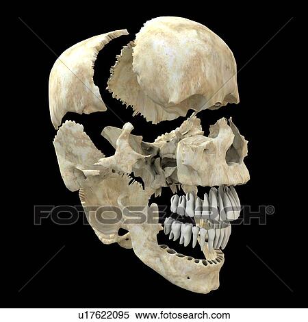 Stock Photography - Disarticulated skull, computer artwork. Fotosearch