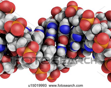 Stock Image - DNA molecule, artwork. Fotosearch