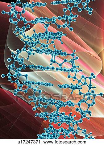 Stock Image - DNA molecule, artwork. Fotosearch