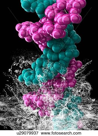 Stock Photo - DNA molecule, artwork. Fotosearch