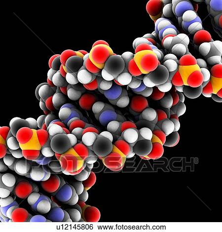 DNA molecule, artwork View Large Photo Image Stock Photograph - DNA molecule, artwork. Fotosearch