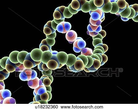 DNA molecule, computer artwork View Large Photo Image Stock Image - DNA molecule, computer artwork. Fotosearch