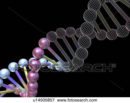 DNA molecule, computer artwork View Large Photo Image Stock Photo - DNA molecule, computer artwork. Fotosearch
