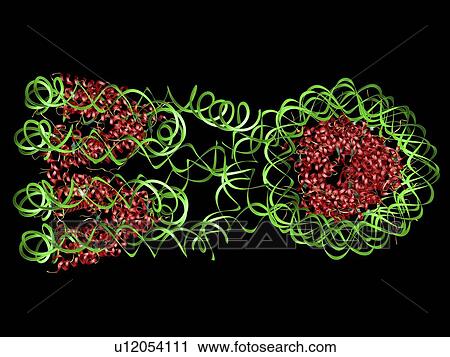 DNA nucleosomes, molecular model View Large Photo Image Stock Image - DNA nucleosomes, molecular model. Fotosearch