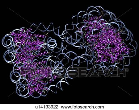 DNA nucleosomes, molecular model View Large Photo Image Stock Image - DNA nucleosomes, molecular model. Fotosearch
