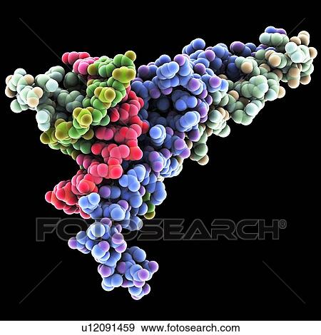 DNA transcription factor, molecular model View Large Photo Image Stock Photo - DNA transcription factor, molecular model. Fotosearch