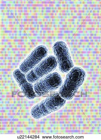 E. coli bacteria, artwork View Large Photo Image Picture - E. coli bacteria, artwork. Fotosearch