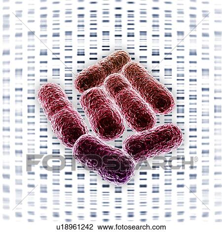 E. coli bacteria, artwork View Large Photo Image Stock Image - E. coli bacteria, artwork. Fotosearch