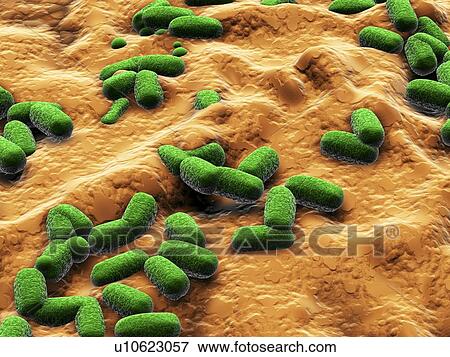 Stock Photo - E. coli bacteria, artwork. Fotosearch