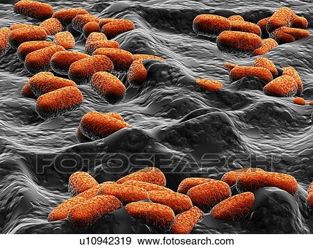 Stock Photo - E. coli bacteria, artwork. Fotosearch