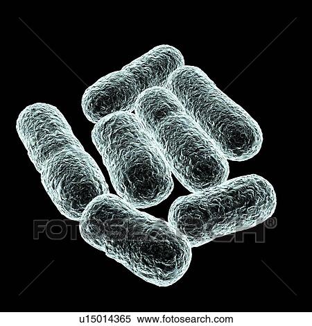 E. coli bacteria, artwork View Large Photo Image Stock Photography - E. coli bacteria, artwork. Fotosearch