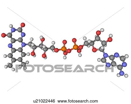 Flavin adenine dinucleotide molecule View Large Photo Image Stock Photograph - Flavin adenine dinucleotide molecule. Fotosearch
