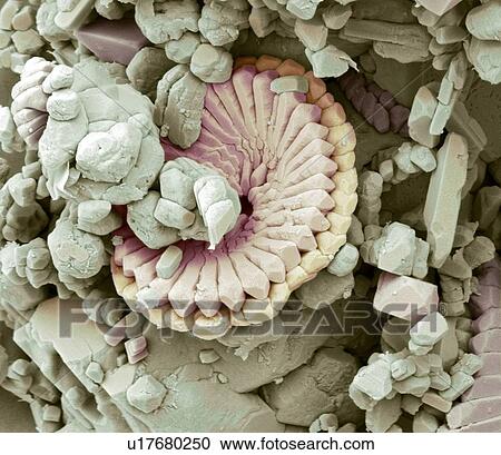 Fossil debris in chalk, SEM View Large Photo Image Stock Image - Fossil debris in chalk, SEM. Fotosearch