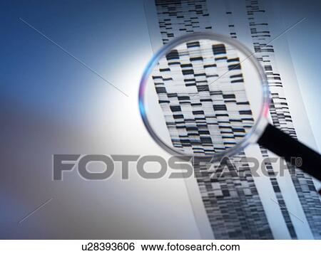 Genetic analysis, conceptual image View Large Photo Image Stock Photograph - Genetic analysis, conceptual image. Fotosearch