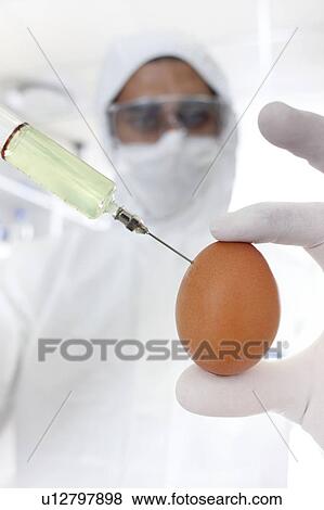 Genetically modified egg View Large Photo Image Stock Photo - Genetically modified egg. Fotosearch