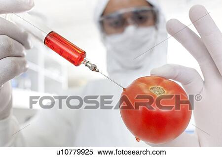 Genetically modified tomato View Large Photo Image Stock Photography - Genetically modified tomato. Fotosearch