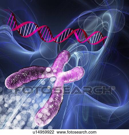 Genetics research, conceptual artwork View Large Photo Image Stock Image - Genetics research, conceptual artwork. Fotosearch