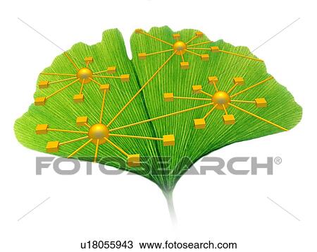 Ginkgo and network diagram View Large Photo Image Stock Image - Ginkgo and network diagram. Fotosearch