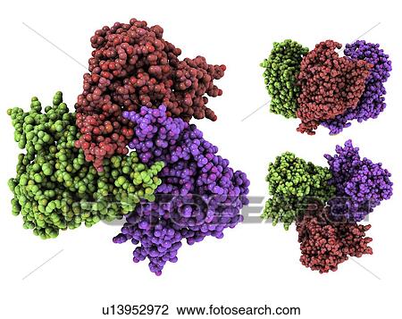 Glutamate transporter, molecular model View Large Photo Image Stock Image - Glutamate transporter, molecular model. Fotosearch