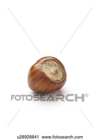 Stock Image - Hazelnut. Fotosearch
