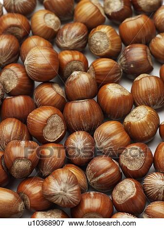 Stock Photo - Hazelnuts. Fotosearch