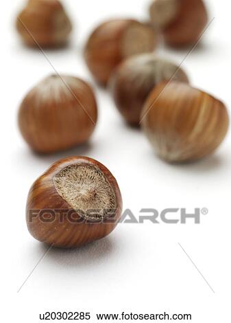 Hazelnuts View Large Photo Image Stock Photography - Hazelnuts. Fotosearch