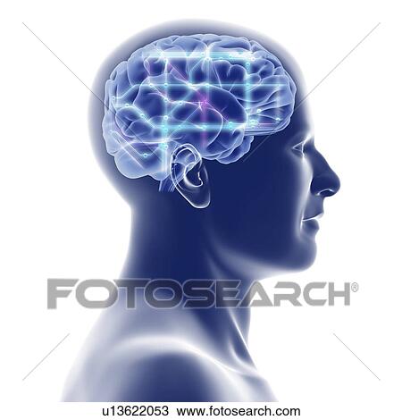 Stock Image - Head with brain and network diagram. Fotosearch