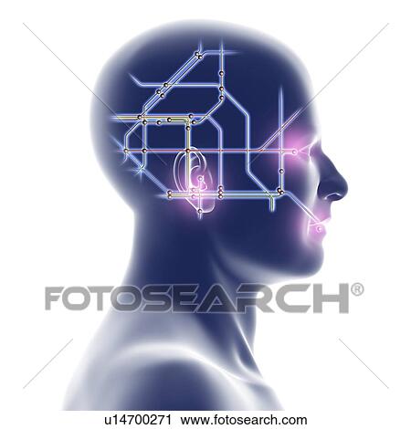 Head with network diagram View Large Photo Image Stock Image - Head with network diagram. Fotosearch