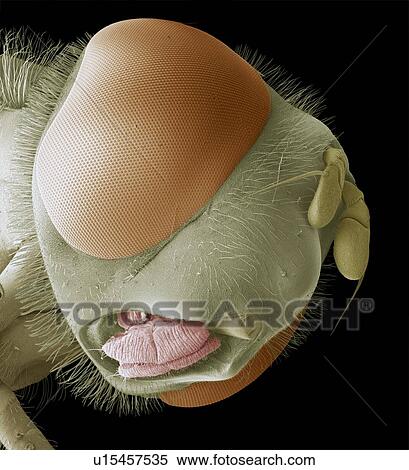 Stock Photography - Hoverfly head, SEM. Fotosearch