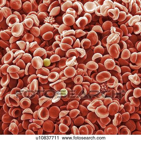 Stock Image - Human blood cells, SEM. Fotosearch