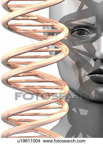 Picture - Human genome, conceptual artwork. Fotosearch