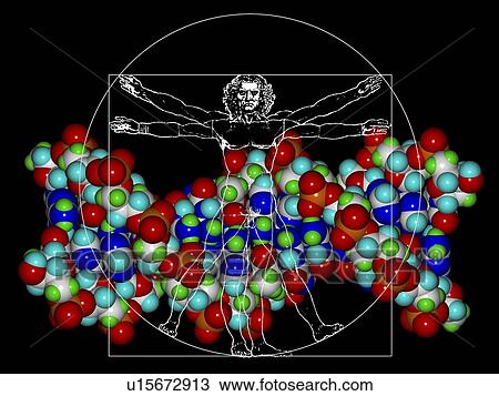 Human genome, conceptual artwork View Large Photo Image Stock Image - Human genome, conceptual artwork. Fotosearch