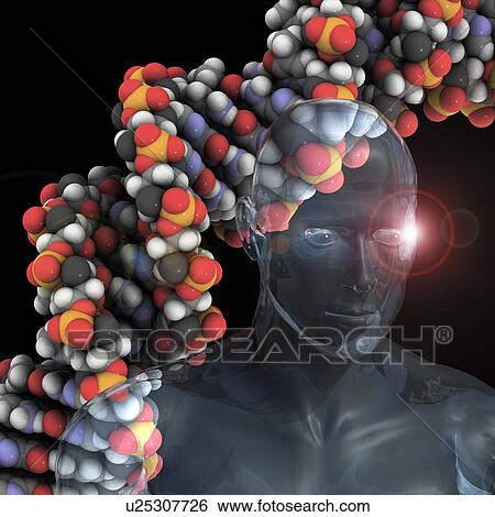 Human genome, conceptual artwork View Large Photo Image Stock Photograph - Human genome, conceptual artwork. Fotosearch