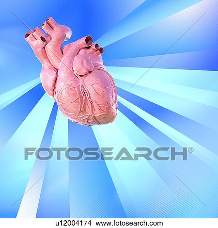 Picture - Human heart, artwork. Fotosearch