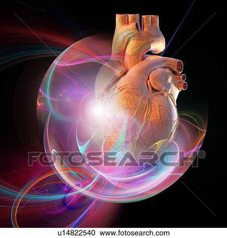 Stock Image - Human heart, artwork. Fotosearch