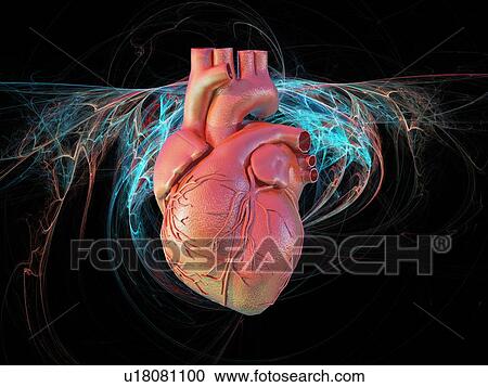 Human heart, artwork View Large Photo Image Stock Image - Human heart, artwork. Fotosearch