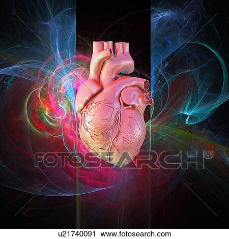 Stock Image - Human heart, artwork. Fotosearch