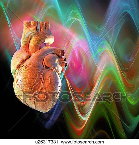 Human heart, artwork View Large Photo Image Stock Image - Human heart, artwork. Fotosearch