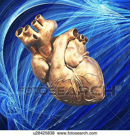 Stock Photo - Human heart, artwork. Fotosearch
