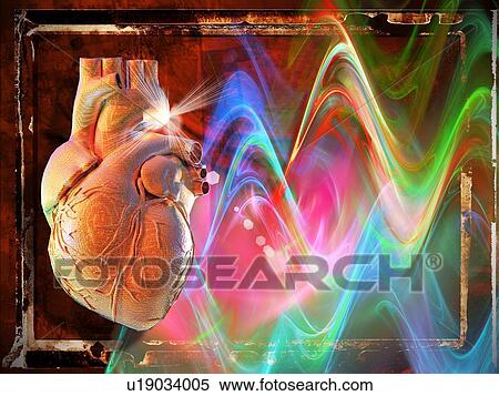 Human heart, artwork View Large Photo Image Stock Photography - Human heart, artwork. Fotosearch