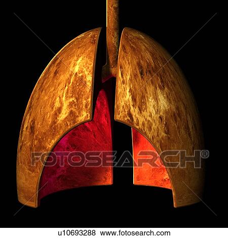 Stock Photo - Human lungs, artwork. Fotosearch