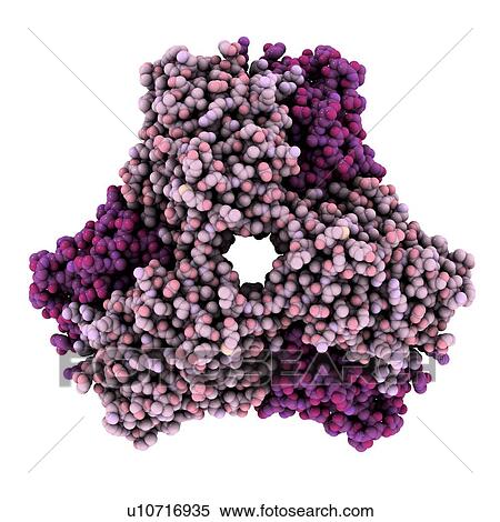 Human oestrogen-related receptor molecule View Large Photo Image Stock Photography - Human oestrogen-related receptor molecule. Fotosearch