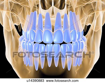 Stock Image - Human skull with teeth, computer artwork. Fotosearch