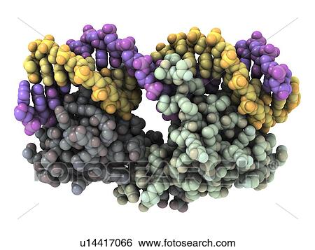 Stock Photograph - Lambda repressor-operator complex. Fotosearch