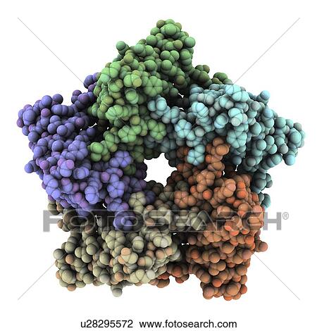 Stock Image - Lumazine synthase, molecular model. Fotosearch