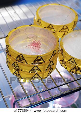 Microbiology research View Large Photo Image Picture - Microbiology research. Fotosearch