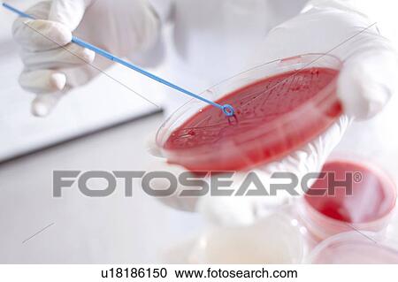 Microbiology research View Large Photo Image Stock Image - Microbiology research. Fotosearch